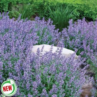 Cats Meow Catmint Thumbnail